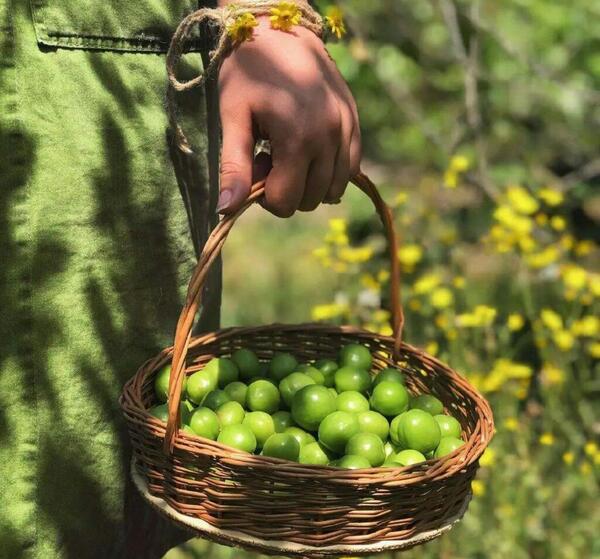 عکس گوجه سبز برای پروفایل