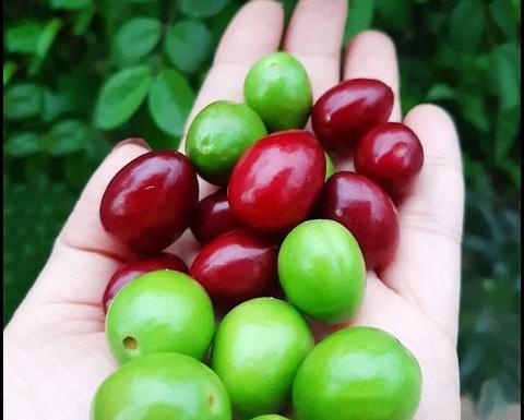 عکس گوجه سبز برای پروفایل