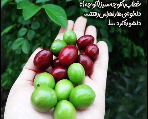 عکس گوجه سبز برای پروفایل