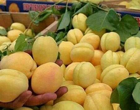 عکس گوجه سبز برای پروفایل
