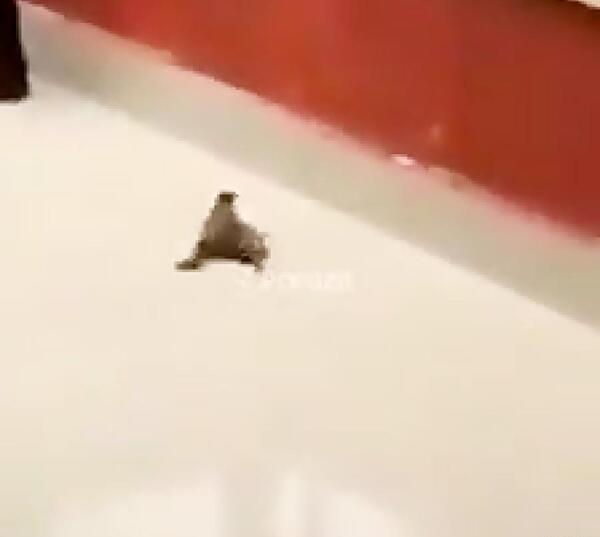 عکس قلب گنجشک