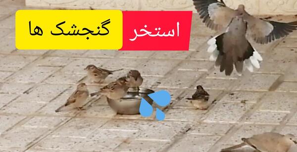 عکس قلب گنجشک