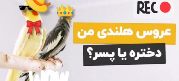 عکس عروس هلندی رنگ مرواریدی