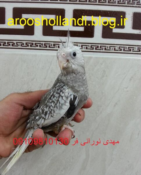 عکس عروس هلندی رنگ مرواریدی
