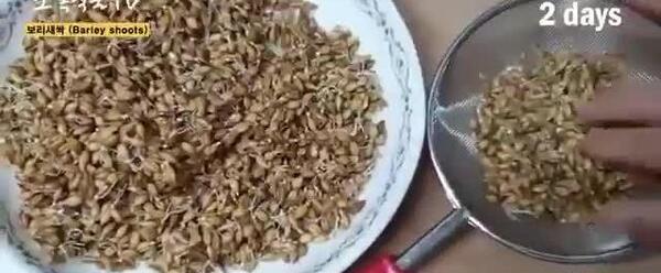 عکس سبزه عید با جو