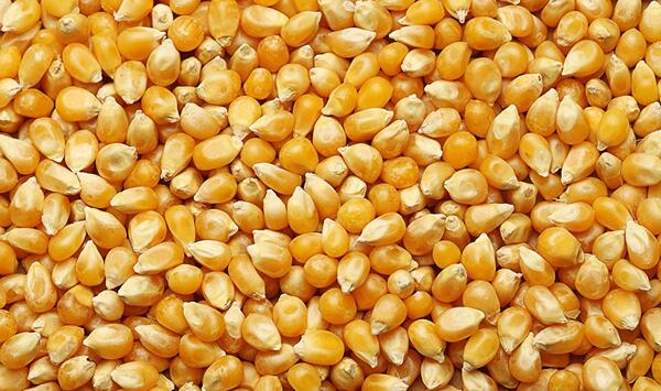 عکس ذرت و جو