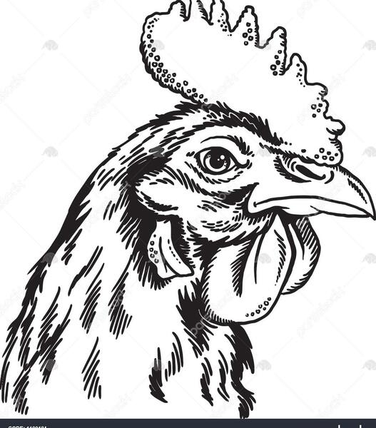 عکس حیوانات سیاه سفید