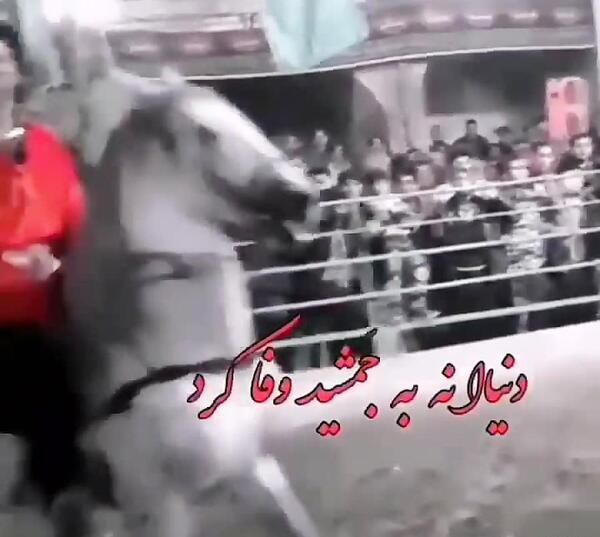 عکس اسب انسیاتور
