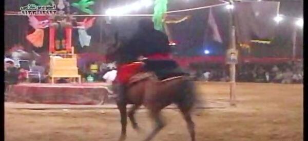 عکس اسب انسیاتور