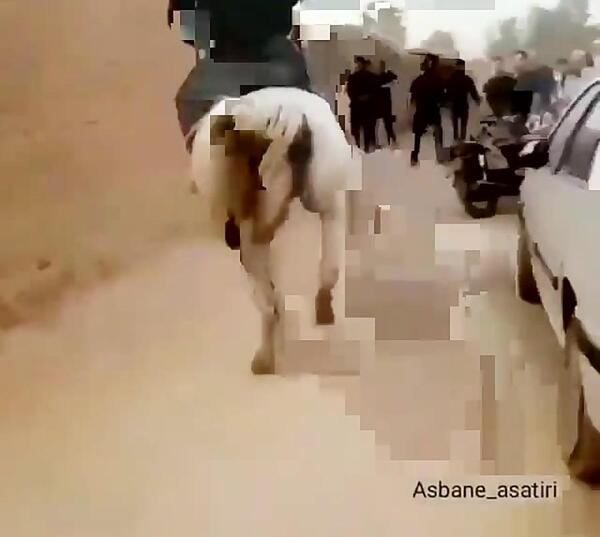 عکس اسب انسیاتور