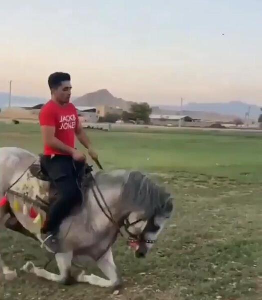 عکس اسب انسیاتور