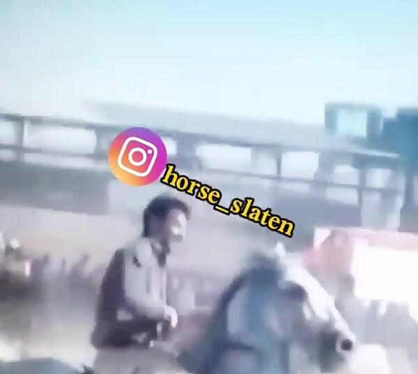 عکس اسب انسیاتور