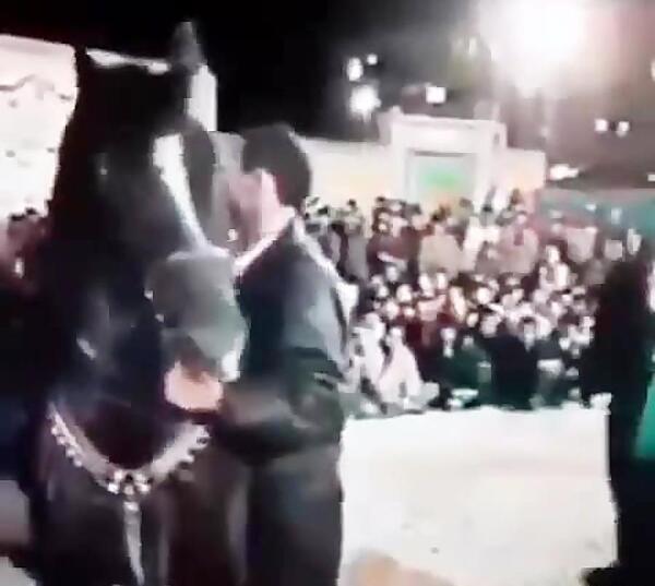 عکس اسب انسیاتور