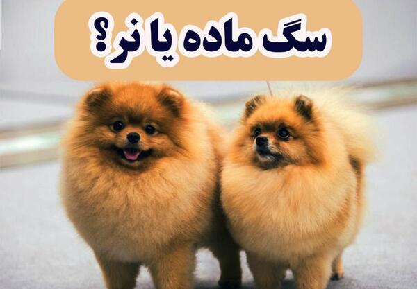عکس پامرانین خرسی