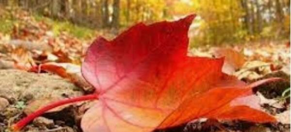 عکس استوری پاییز بی کلام