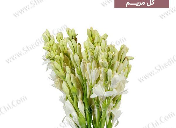 عکس گل مریم سفید
