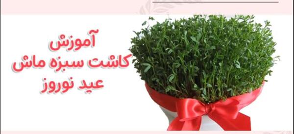 عکس سبزه عید با ماش