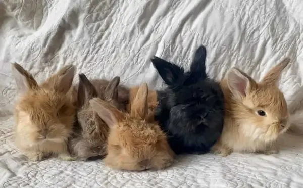 عکس خرگوش انگورا