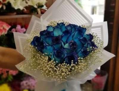 عکس گل رز آبی فیروزه ای