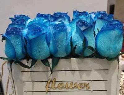عکس گل رز آبی فیروزه ای