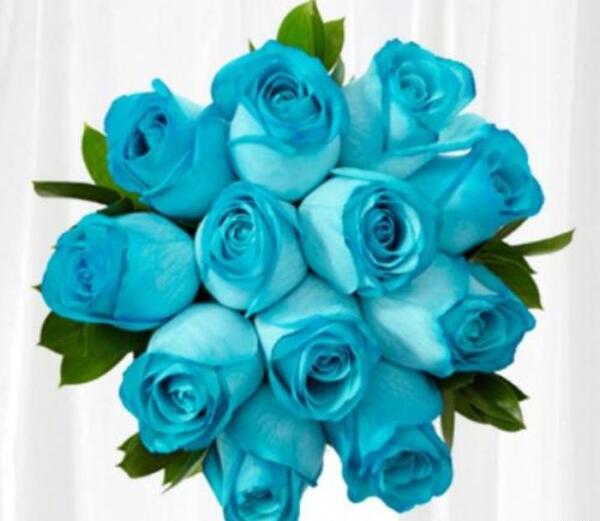 عکس گل رز آبی فیروزه ای