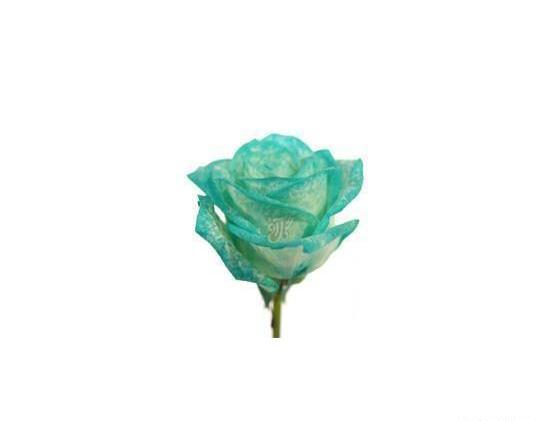 عکس گل رز آبی فیروزه ای