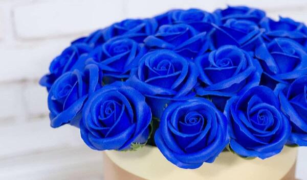 عکس گل رز آبی فیروزه ای
