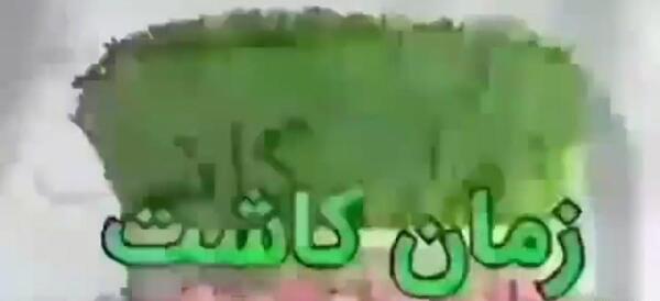 عکس سبزه لوبیا چیتی