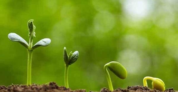 عکس سبزه لوبیا چیتی