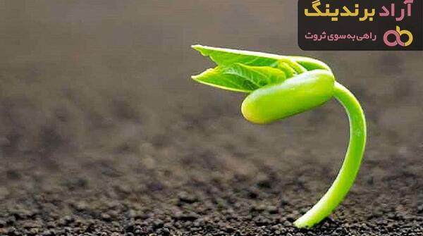 عکس سبزه لوبیا چیتی