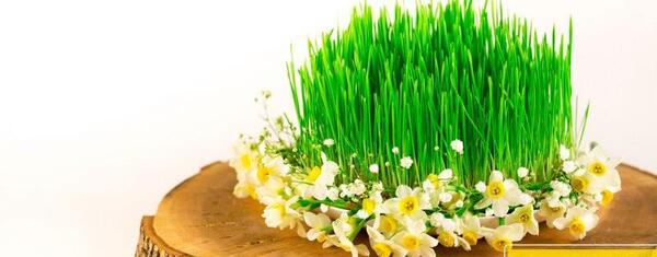عکس سبزه لوبیا چیتی