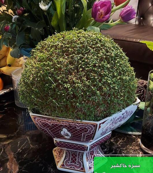 عکس سبزه لوبیا چیتی