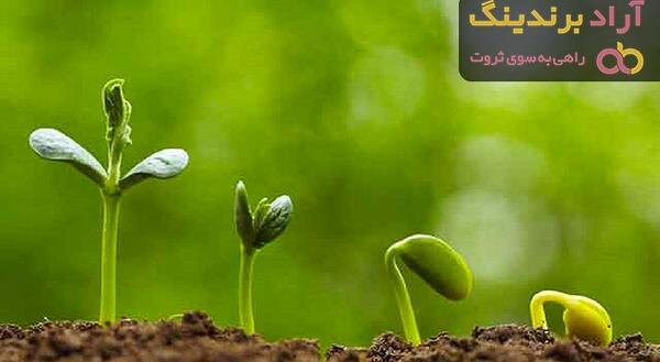 عکس سبزه لوبیا چیتی