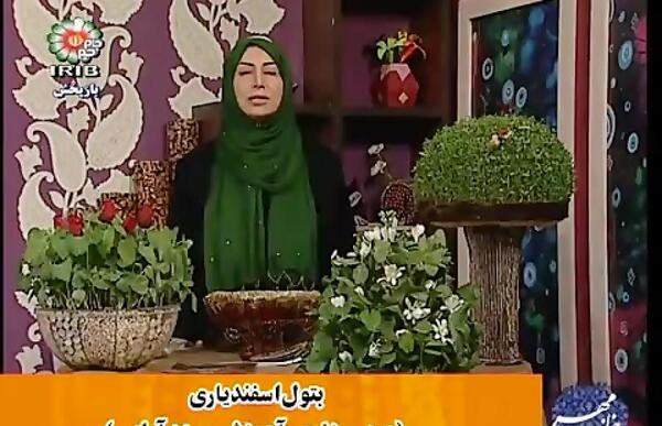 عکس سبزه لوبیا چیتی