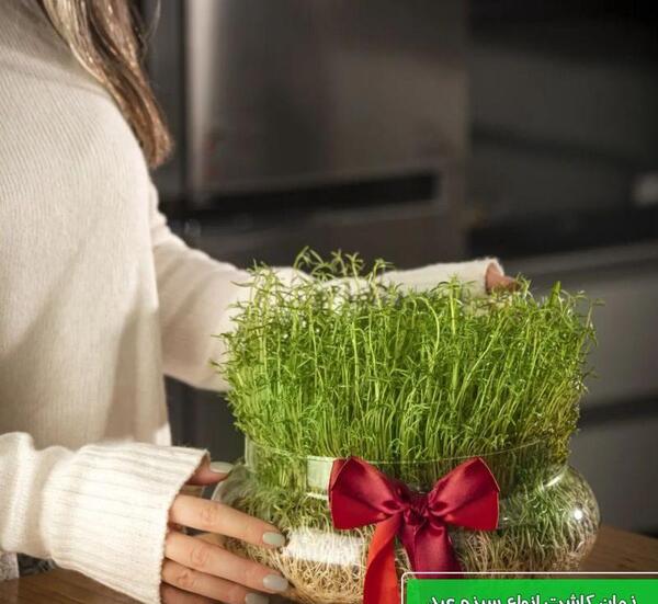عکس سبزه لوبیا چیتی