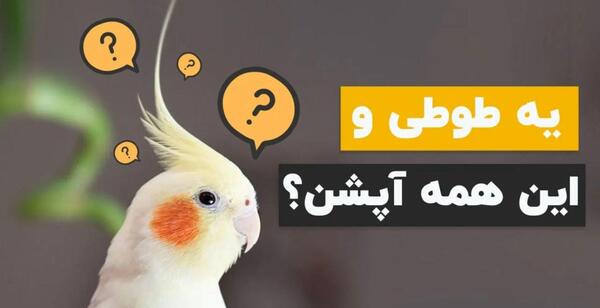 عکس بزرگترین عروس هلندی جهان