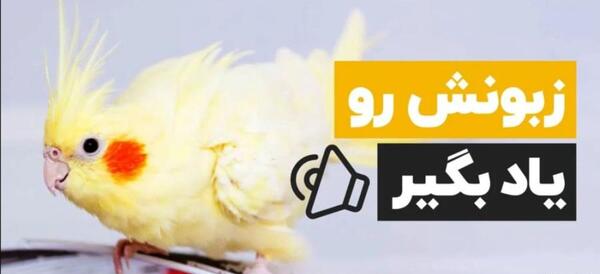 عکس بزرگترین عروس هلندی جهان