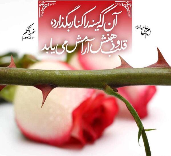 عکس قلب و مغز انسان