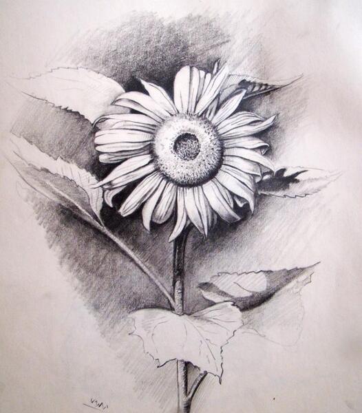 عکس گل طبیعی برای طراحی