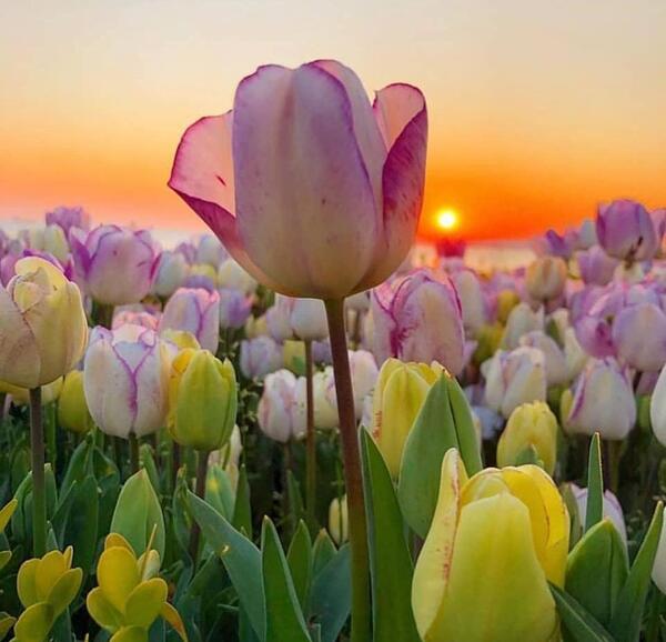 عکس گل طبیعی برای طراحی