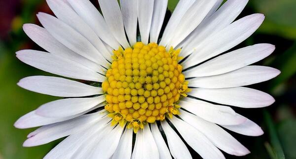 عکس گل مینای چمنی
