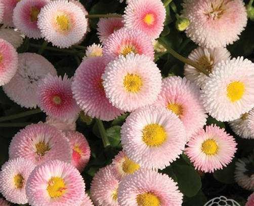 عکس گل مینای چمنی