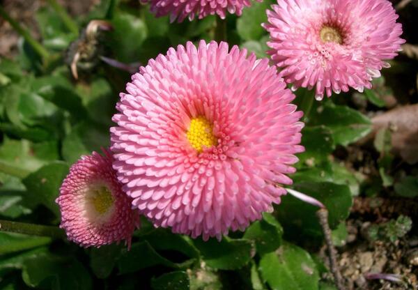 عکس گل مینای چمنی