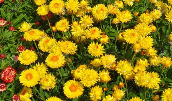 عکس گل مینای چمنی