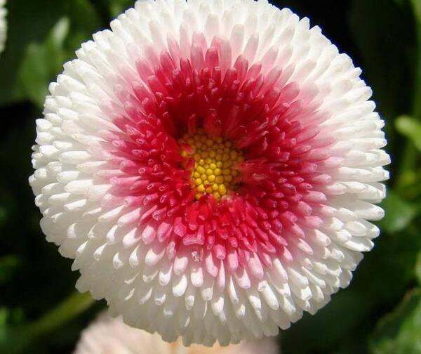 عکس گل مینای چمنی