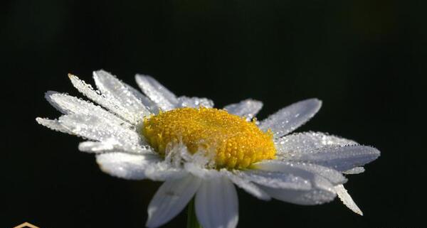 عکس گل مینای چمنی