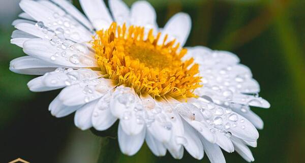 عکس گل مینای چمنی