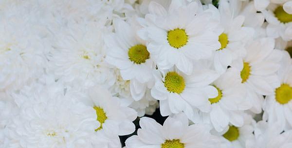 عکس گل مینای چمنی