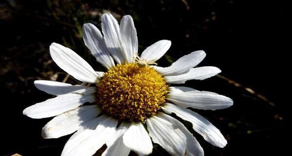 عکس گل مینای چمنی