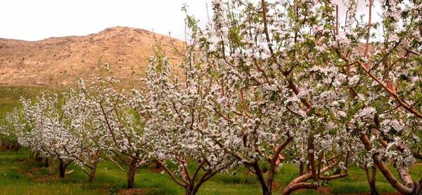 عکس شکوفه پارچه ای